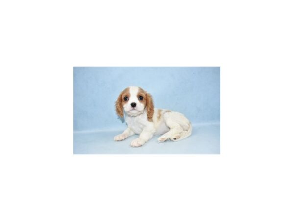 Cavalier King Charles Spaniel DOG Female Blenheim 10497 Petland Henderson, Nevada