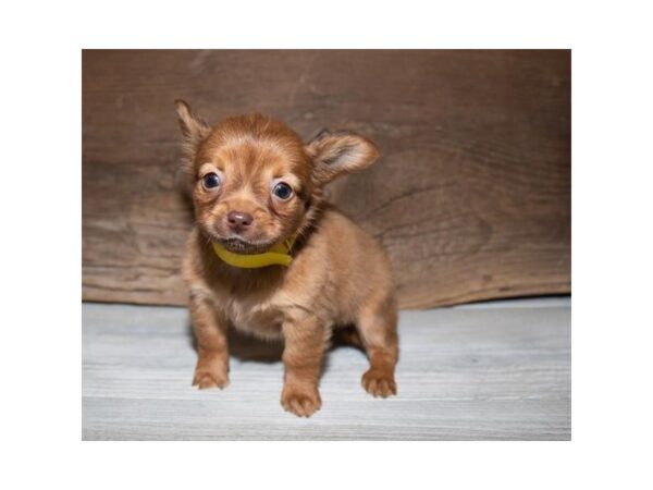 Chiweenie DOG Male Fawn 10501 Petland Henderson, Nevada