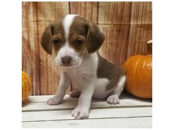 Beagle DOG Female Chocolate White Tan 10503 Petland Henderson, Nevada