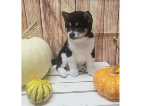 Shiba Inu DOG Male Black Tan / White 10507 Petland Henderson, Nevada