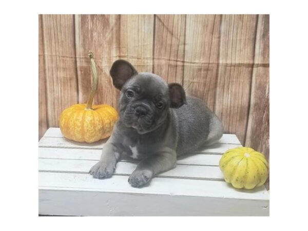 French Bulldog DOG Male Blue Fawn 10504 Petland Henderson, Nevada