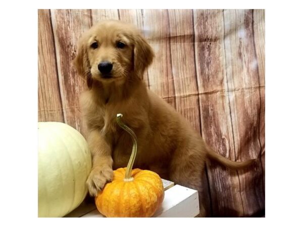 Golden Retriever DOG Male Golden 10505 Petland Henderson, Nevada