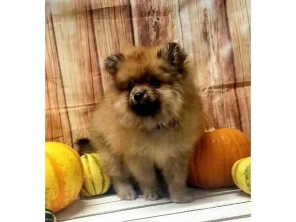 Pomeranian DOG Male Orange 10506 Petland Henderson, Nevada