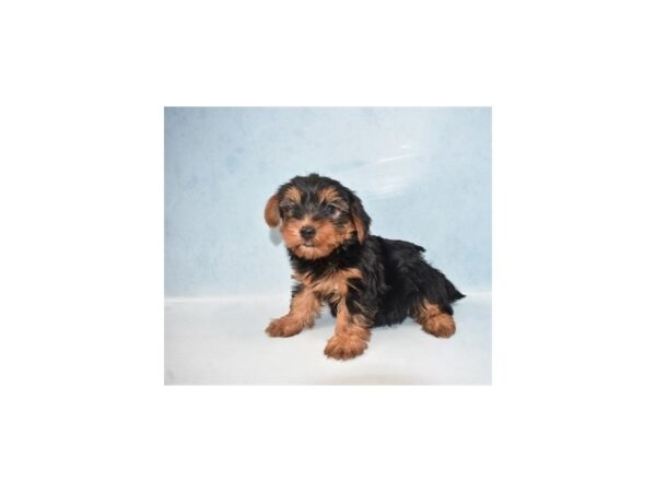 Yorkshire Terrier DOG Male Black and Gold 10512 Petland Henderson, Nevada