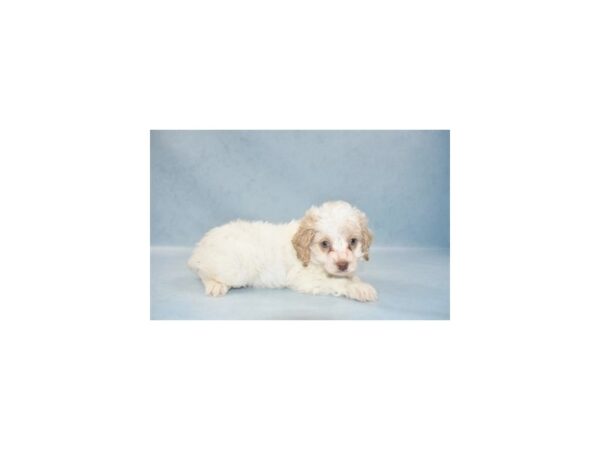 Cockapoo DOG Female Buff and White 10515 Petland Henderson, Nevada