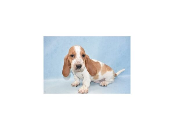 Basset Hound DOG Male Red and White 10513 Petland Henderson, Nevada