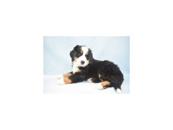 Bernese Mountain Dog DOG Male Black Rust and White 10514 Petland Henderson, Nevada