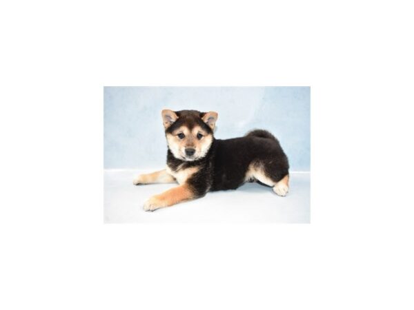 Shiba Inu DOG Female Black and Tan 10510 Petland Henderson, Nevada