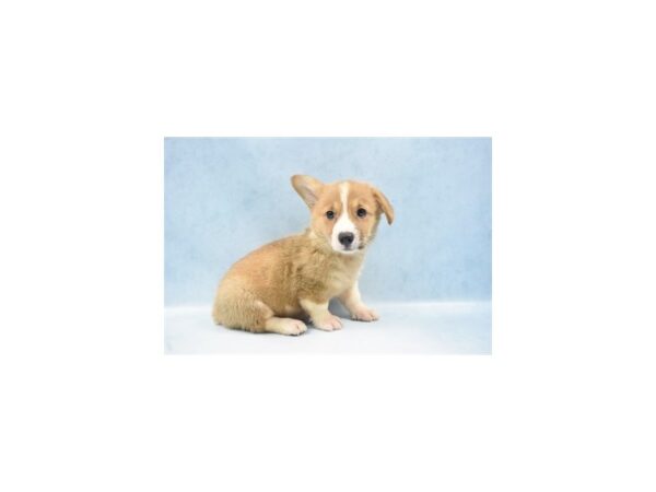 Pembroke Welsh Corgi DOG Female Red 10509 Petland Henderson, Nevada