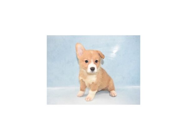 Pembroke Welsh Corgi DOG Male Red 10526 Petland Henderson, Nevada