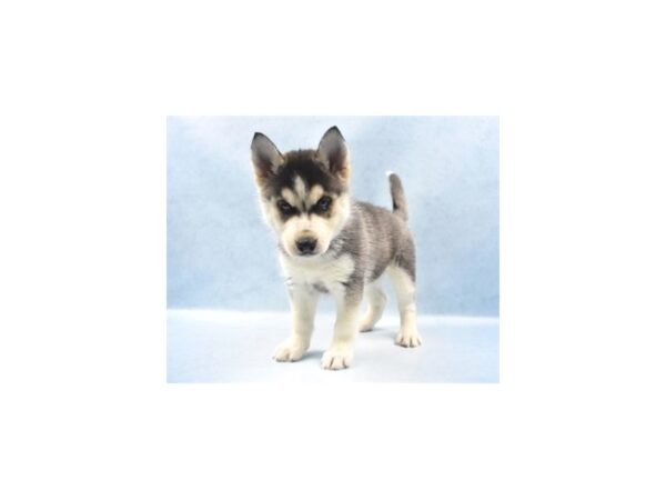 Siberian Husky DOG Female Black Grey and White 10511 Petland Henderson, Nevada