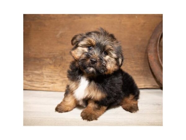 Morkie DOG Male Black / Tan 10517 Petland Henderson, Nevada