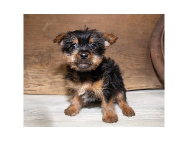 Silky Terrier DOG Male Black / Tan 10516 Petland Henderson, Nevada