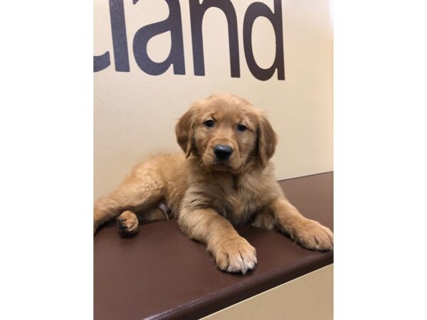 Golden Retriever DOG Male Golden 10502 Petland Henderson, Nevada