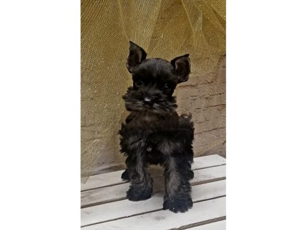 Miniature Schnauzer DOG Male Black / Silver 10519 Petland Henderson, Nevada