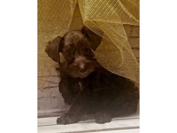 Schnoodle DOG Male Chocolate 10522 Petland Henderson, Nevada