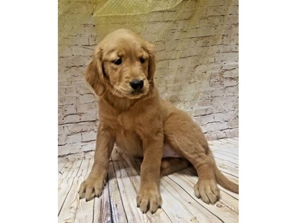 Golden Retriever DOG Female Golden 10518 Petland Henderson, Nevada