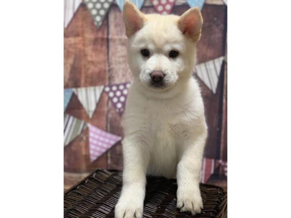 Chowsky DOG Female Cream 10521 Petland Henderson, Nevada