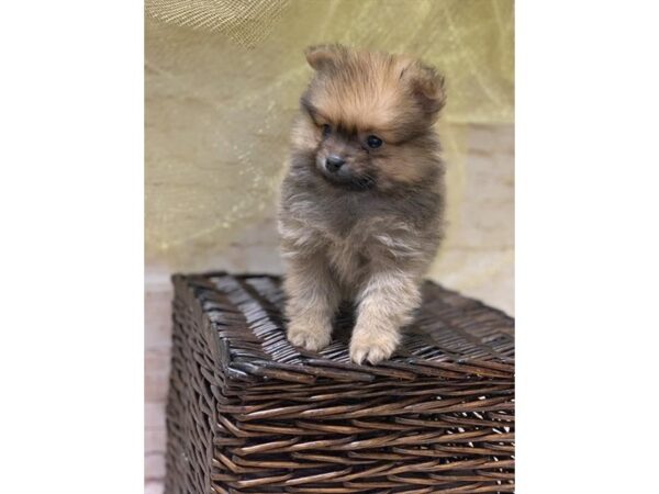 Pomeranian DOG Male Red Sable 10520 Petland Henderson, Nevada