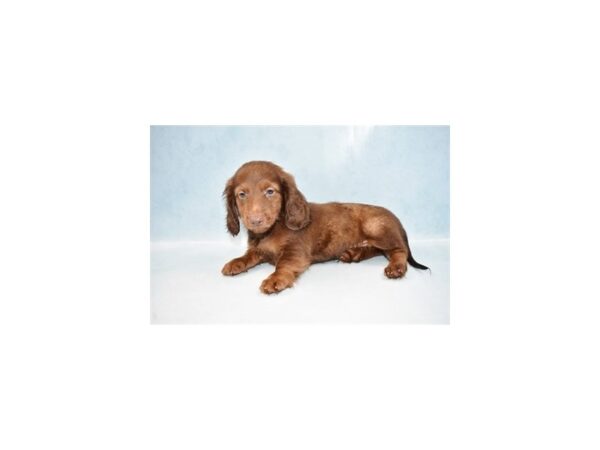 Dachshund DOG Male Chocolate and Tan 10524 Petland Henderson, Nevada