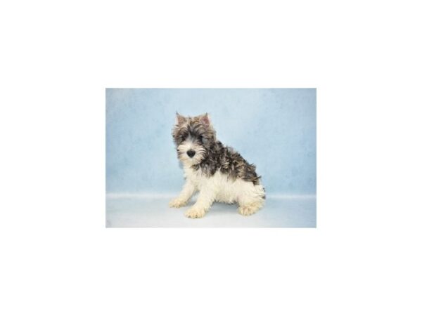 Miniature Schnauzer-DOG-Female-Salt and Pepper-10525-Petland Henderson, Nevada