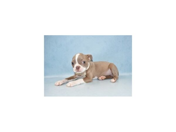 Boston Terrier DOG Female Champagne 10523 Petland Henderson, Nevada