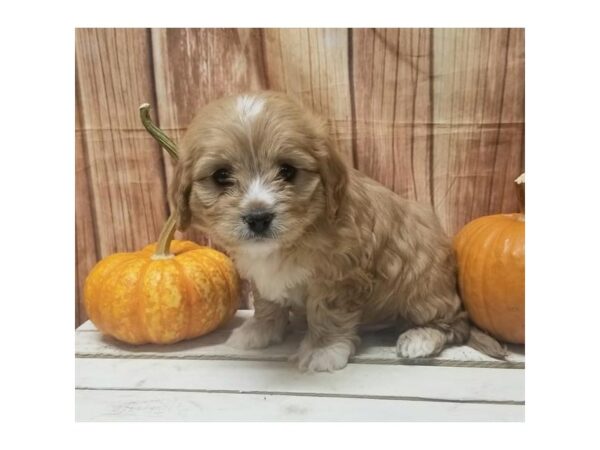 Cavachon-DOG-Male-Blenheim-10530-Petland Henderson, Nevada