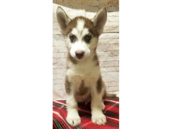 Siberian Husky DOG Male Red / White 10529 Petland Henderson, Nevada