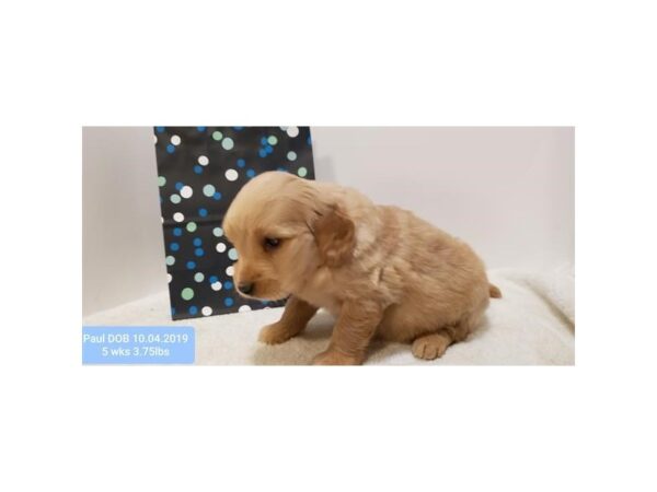 Goldendoodle Mini 2nd Gen DOG Male Light Golden 10533 Petland Henderson, Nevada