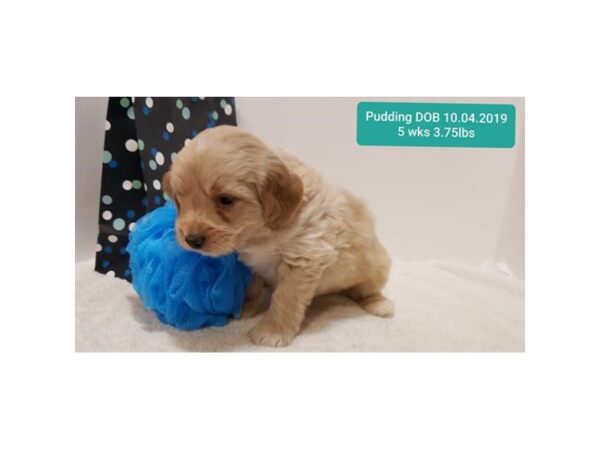 Goldendoodle Mini 2nd Gen DOG Male Cream 10534 Petland Henderson, Nevada