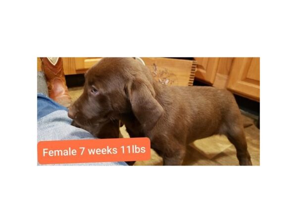 Labrador Retriever DOG Female Chocolate 10532 Petland Henderson, Nevada