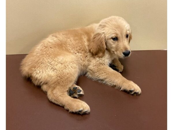 Golden Retriever DOG Female Golden 10536 Petland Henderson, Nevada