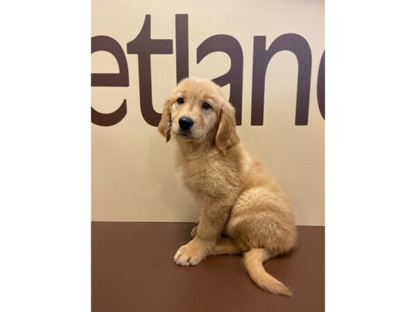 Golden Retriever DOG Female Golden 10535 Petland Henderson, Nevada