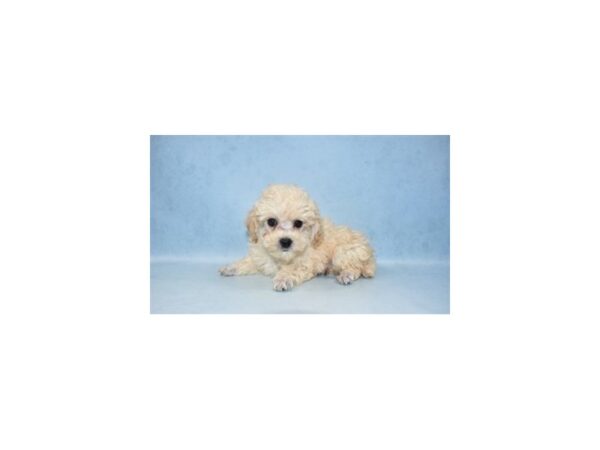 Poodle DOG Male Cream 10538 Petland Henderson, Nevada