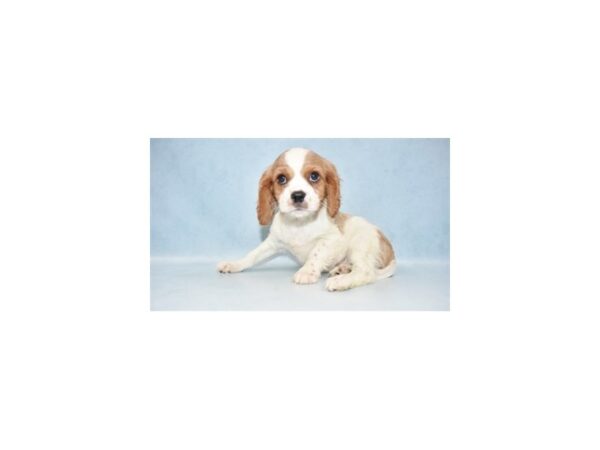 Cavalier King Charles Spaniel DOG Male Blenheim 10537 Petland Henderson, Nevada