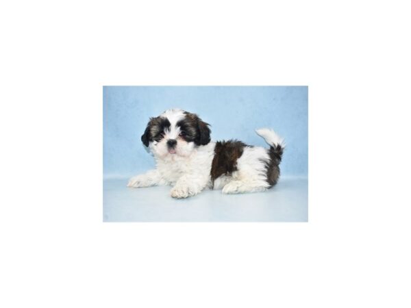 Shih Tzu DOG Female Gold and White 10540 Petland Henderson, Nevada