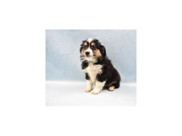 Miniature Australian Shepherd DOG Male Black White and Brown 10541 Petland Henderson, Nevada