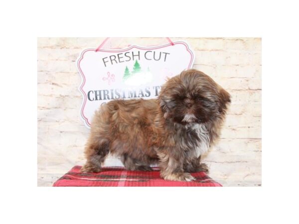 Shih Tzu DOG Female Chocolate Sable 10543 Petland Henderson, Nevada