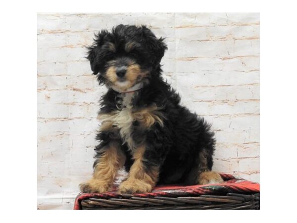 Aussiedoodle DOG Female Black / Tan 10545 Petland Henderson, Nevada