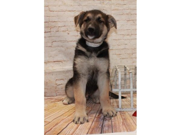 German Shepherd Dog DOG Male Black / Tan 10546 Petland Henderson, Nevada