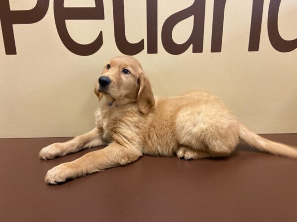 Golden Retriever DOG Female Golden 10548 Petland Henderson, Nevada