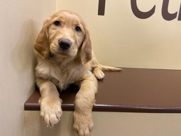 Golden Retriever DOG Female Golden 10547 Petland Henderson, Nevada