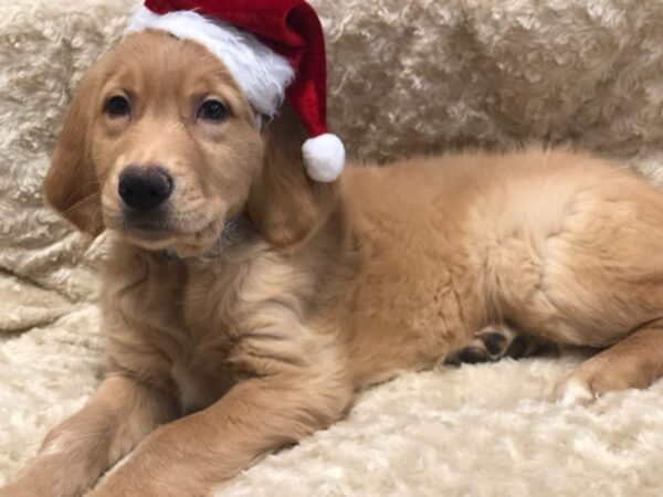 Golden Retriever DOG Male Golden 10549 Petland Henderson, Nevada