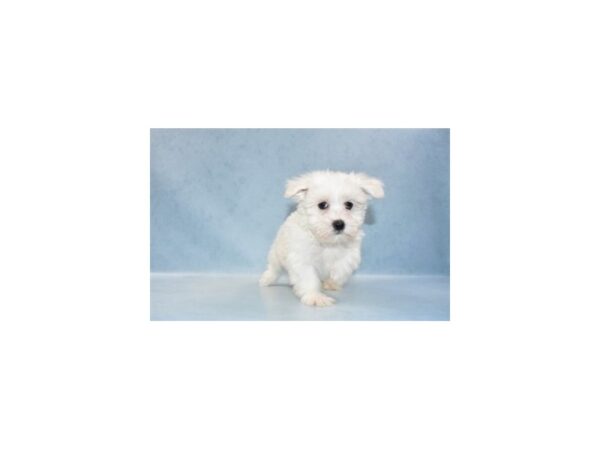 Maltese DOG Male White 10552 Petland Henderson, Nevada