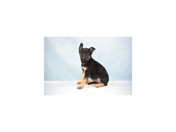 German Shepherd-DOG-Female-Black and Tan-10551-Petland Henderson, Nevada