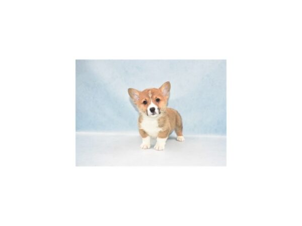 Pembroke Welsh Corgi DOG Male Sable 10554 Petland Henderson, Nevada