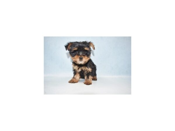 Yorkshire Terrier DOG Female Black and Tan 10555 Petland Henderson, Nevada