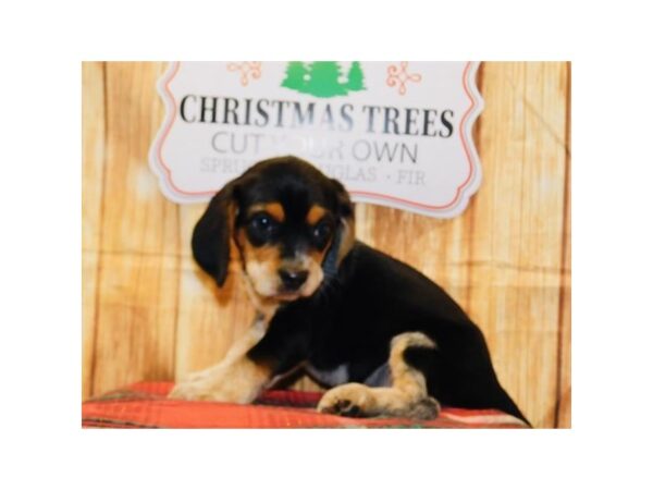 Beagle DOG Female Black / Tan 10556 Petland Henderson, Nevada