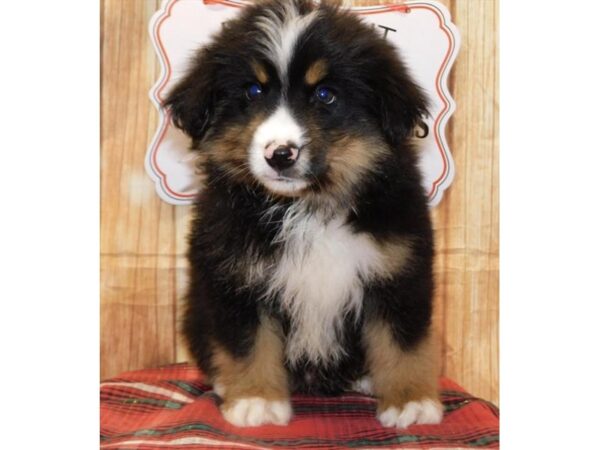 Miniature American Shepherd DOG Male Black 10559 Petland Henderson, Nevada