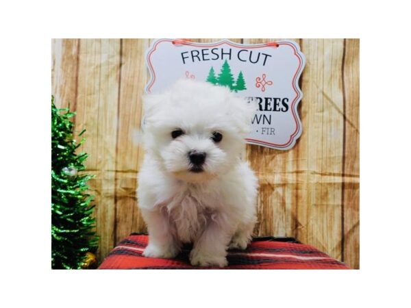 Maltese DOG Male White 10557 Petland Henderson, Nevada